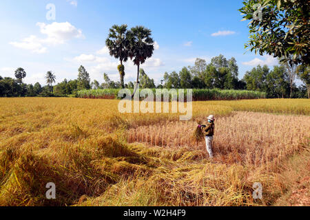 Donna che lavorano in campi di riso. Raccolto di riso. Kep. Cambogia. Foto Stock