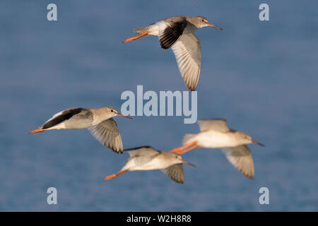 (Redshank Tringa totanus), piccolo gregge in volo Foto Stock