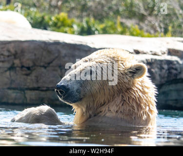 Adulto di orso polare giocando in acqua a San Diego Zoo Foto Stock