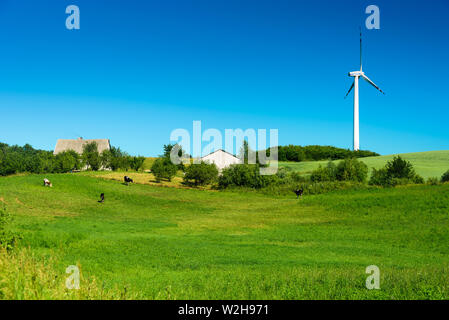 Campi verdi con le turbine eoliche in Polonia. Giornata di sole in estate. Vacche su campo Foto Stock