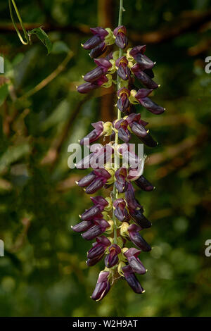 Fagiolo di velluto ayurved Medicin Kaunch/mucuna pruriens/ fagiolo di velluto/Cowhage/26-Novembre-2010 Karjat sul modo per kondana rupestre buddista INDIA MAHARASHTRA Foto Stock