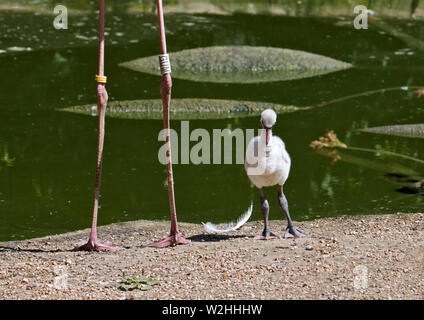 Fenicottero maggiore pulcino (Phoenicopterus roseus) Foto Stock