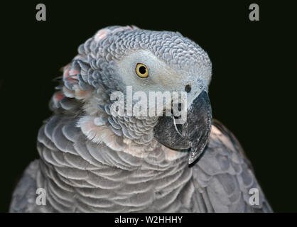 Pappagallo grigio africano (Psittacus erithacus) Foto Stock