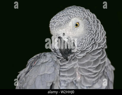 Pappagallo grigio africano (Psittacus erithacus) Foto Stock
