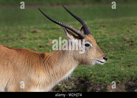 Un profilo stretto di cappelli di Kafue lechwe, Kobus leche kafuensis, che si trovano solo negli appartamenti di Kafue area di Zambia Foto Stock