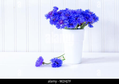 Blu pulsanti di Bachelor in un vaso in ceramica bianca. Foto Stock