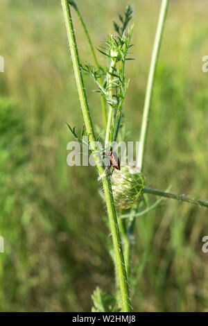 Italian Striped Bug su una pianta verde Foto Stock