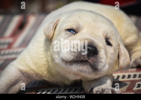 Cane sdraiato sul pavimento Foto Stock