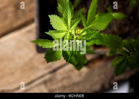 La canapa industriale pianta di cannabis in una pentola vista superiore Foto Stock