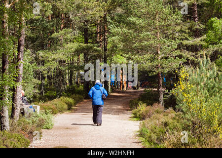 Un visitatore passeggiate sulla via di RSPB Loch Garten Osprey Centre in Abernethy Forest nella Riserva Naturale del Cairngorms National Park. Strathspey Scotland Regno Unito Foto Stock