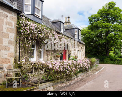 Scozzesi tradizionali cottage in pietra ricoperta in rosa Clematis montana fiori in tarda primavera nel villaggio di conservazione. Cawdor Nairn Highland Scozia UK Foto Stock