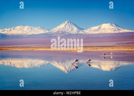 Nevoso vulcano Licancabur nelle Ande montagne riflettente nel wate di Laguna Chaxa con fenicotteri andini, Atacama salar, Cile Foto Stock