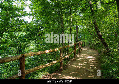 La passerella che conduce in profondità nella fitta foresta del Parco Nazionale dei Laghi di Plitvice in Croazia Foto Stock