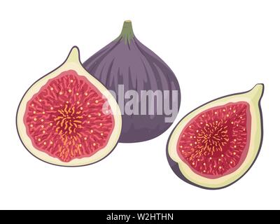 Fresche e mature juicy deliziosi figure intere e tagliate a metà e trimestre. Fig isolati su sfondo bianco. Vettore disegnati a mano illustrazione. Illustrazione Vettoriale