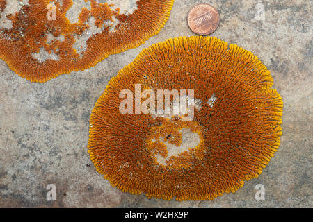 Vista ravvicinata di color arancio lichene sunburst (Rusavskia elegans, che sostituisce Xanthoria elegans) su pietra arenaria. Noi penny per la scala. Foto Stock