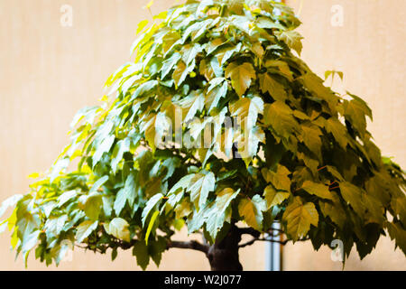 Acero Rosso in mostra bonsai in Nikko Foto stock - Alamy