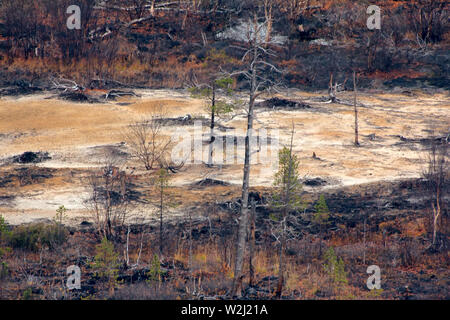 Scure foreste di montagna vicino al circolo polare artico. Condizioni difficili di crescita tra le pietre che sono nel caos ghiacciaio impilati. Curve di pino mistico sulle rocce. h Foto Stock