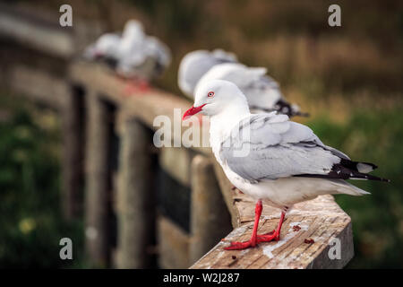 Gabbiani vicino Harington Point a Dunedin, Isola del Sud della Nuova Zelanda. Foto Stock