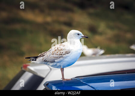 Gabbiani vicino Harington Point a Dunedin, Isola del Sud della Nuova Zelanda. Foto Stock