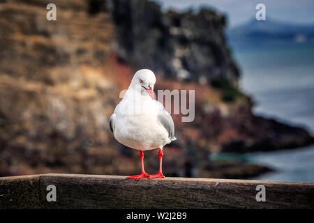 Gabbiani vicino Harington Point a Dunedin, Isola del Sud della Nuova Zelanda. Foto Stock