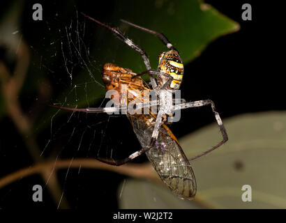 Argiope keyserlingi, la croce di Sant' Andrea ragno, alimentazione su una cicala ha catturato nel suo web Foto Stock