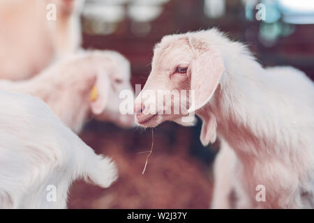 Carino baby capretto in penna sull allevamento di bestiame, adorabile animale domestico ritratto Foto Stock