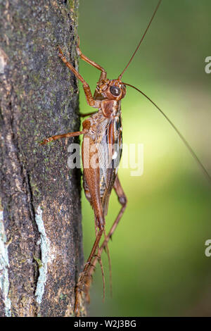 Vero cricket adulto, Cardiodactylus novaeguineae, su un tronco di albero nella foresta pluviale tropicale Foto Stock