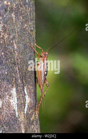 Vero cricket adulto, Cardiodactylus novaeguineae, su un tronco di albero nella foresta pluviale tropicale Foto Stock