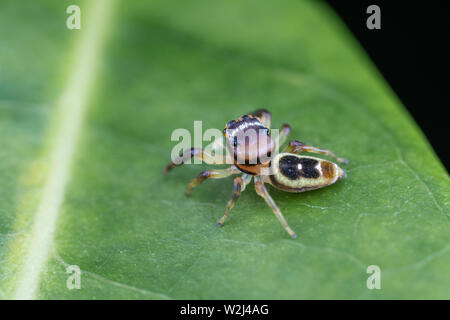 Una femmina Opisthoncus sp. jumping spider - il nord a lungo a ganasce ponticello, a caccia di prede su una foglia in Tropical Queensland Foto Stock