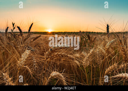 Mature spighe di grano in campo al tramonto pronto per la stagione di raccolta Foto Stock