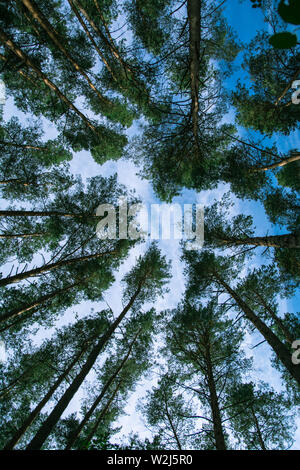 Nella foresta guardare in alto nel cielo e vedere le nuvole Foto Stock