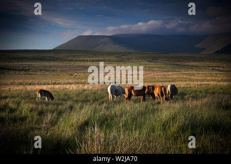 Cavalli selvaggi in Brecon Beacons in tarda serata, Wales, Regno Unito Foto Stock