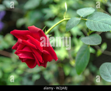 Foto di un rosso luminoso giardino Rose circondata da verdi sfocate lascia abd steli. Foto Stock