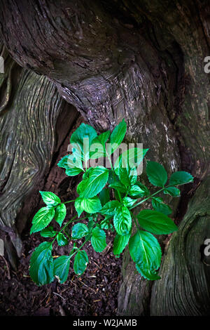 Antico albero di Yew con nuova crescita e foglie verdi vibranti. Nuovo concetto di inizio della vita. Foto Stock