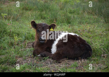 Carino belted galloway vitello bianco di appoggio facendo rumore. Foto Stock