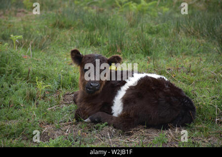 Appoggio belted galloway sul polpaccio mori in Inghilterra. Foto Stock