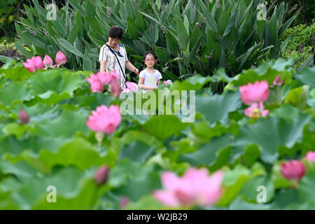 Fuzhou, la Cina della provincia del Fujian. 9 Luglio, 2019. Il turista a godere i fiori di loto presso il Parco Jinshan in Fuzhou, capitale del sud-est della Cina di provincia del Fujian, Luglio 9, 2019. Credito: Jiang Kehong/Xinhua/Alamy Live News Foto Stock