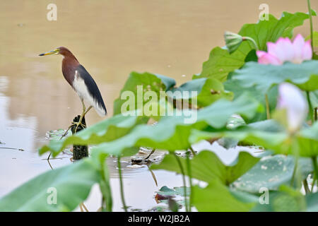 Fuzhou, la Cina della provincia del Fujian. 9 Luglio, 2019. Un Cinese Pond Heron si appoggia da un laghetto di loto al Parco Jinshan in Fuzhou, capitale del sud-est della Cina di provincia del Fujian, Luglio 9, 2019. Credito: Jiang Kehong/Xinhua/Alamy Live News Foto Stock