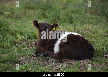 Giornata di Primavera con un dolce shaggy belted galloway appoggio di vitello. Foto Stock