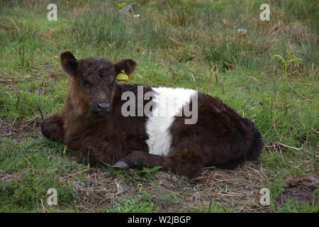 Adorabili giovani belted galloway vitello in appoggio sulla brughiera. Foto Stock