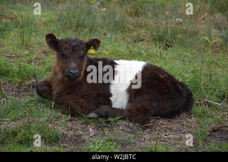 Adorabili shaggy belted galloway appoggio di vitello in terre d'erba. Foto Stock