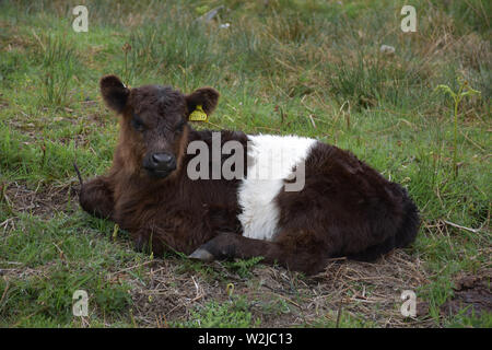 Shaggy belted galloway vitello in appoggio su una giornata di primavera. Foto Stock