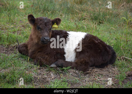 Carino in appoggio marrone e bianco belted galloway polpaccio. Foto Stock