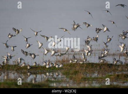 Un gregge di Sanderling, Calidris alba, in atterraggio a bordo d'acqua di alimentazione, Morecambe Bay, Lancashire, Regno Unito Foto Stock