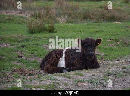 Carino shaggy calf poggiante sulla brughiera in Inghilterra settentrionale. Foto Stock