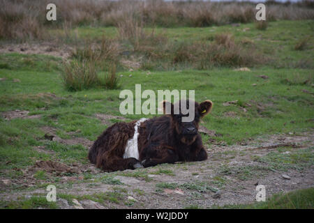 Carino in appoggio shaggy belted galloway vitello che stabilisce. Foto Stock