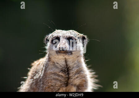 Meerkat a Manor House Wildlfie Park, Pembrokeshire, Galles. Foto Stock