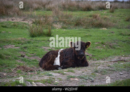 Bella wet belted galloway vitello in appoggio sulla brughiera del nord dell'Inghilterra. Foto Stock