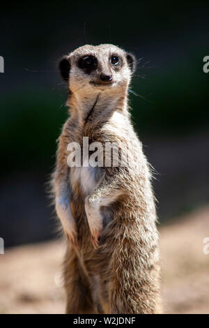 Meerkat a Manor House Wildlfie Park, Pembrokeshire, Galles. Foto Stock