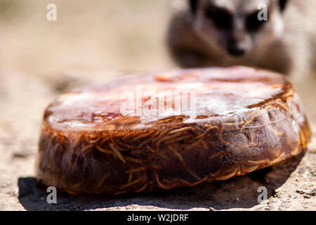 Meerkat a Manor House Wildlfie Park, Pembrokeshire, Galles. Foto Stock